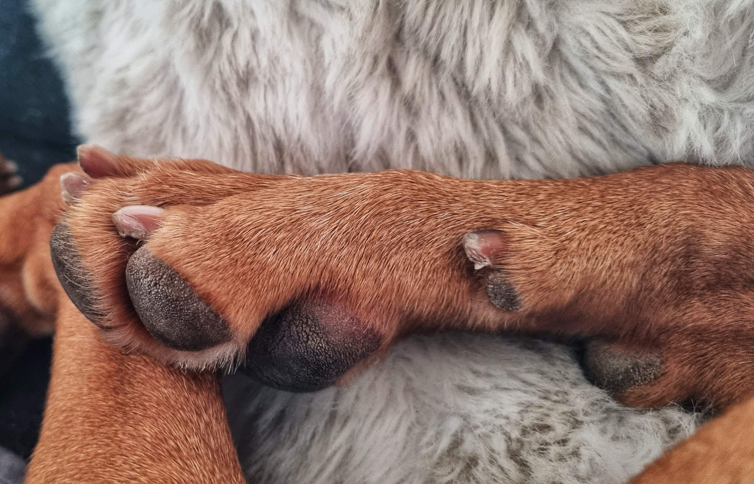 How To Stop a Dog's Nail From Bleeding