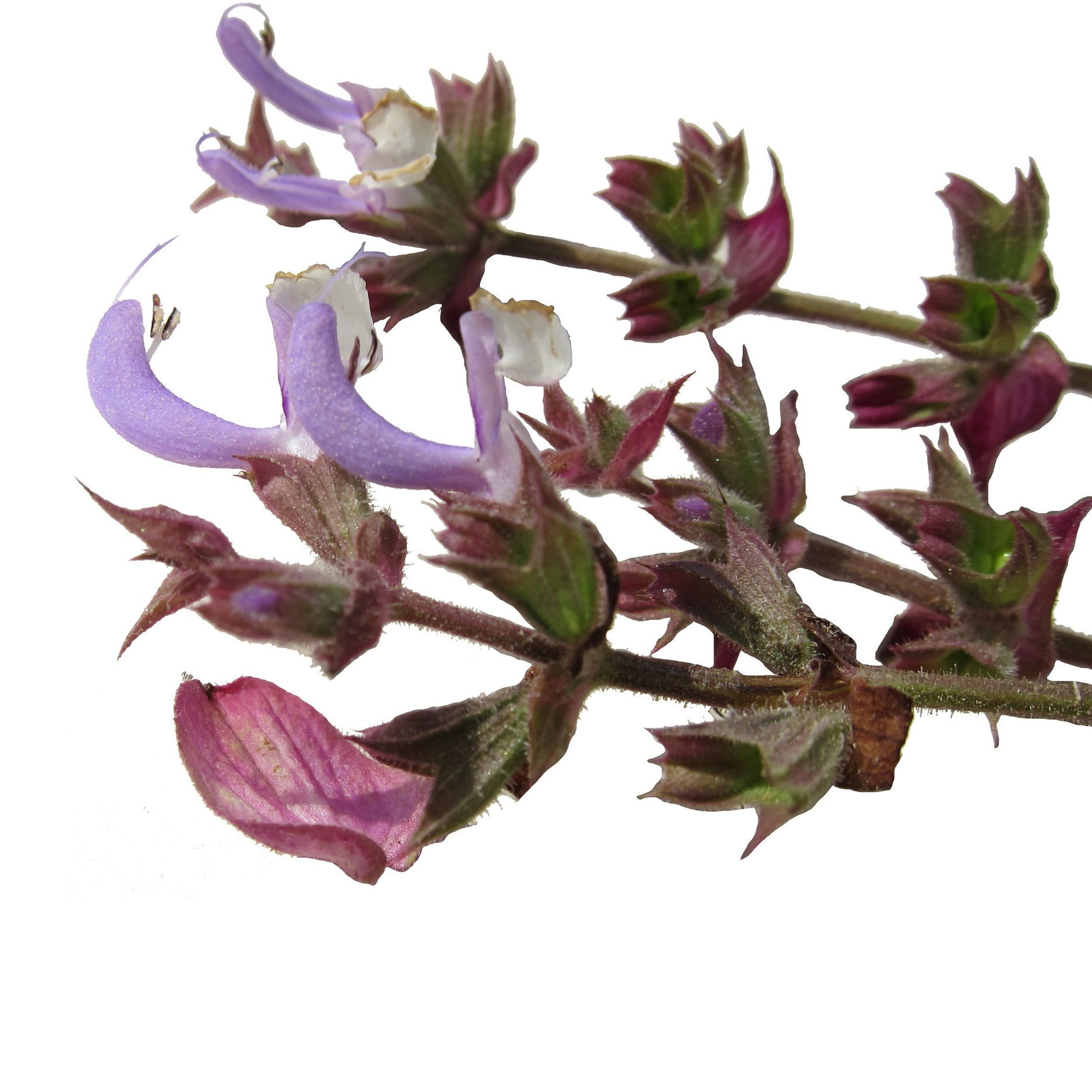 Clary Sage