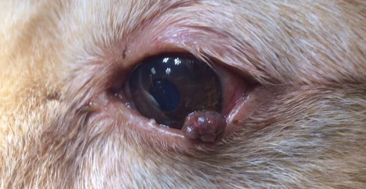 Skin Tag On Puppy Dog Has Wart On Eyelid Skin Tag On My Dog's