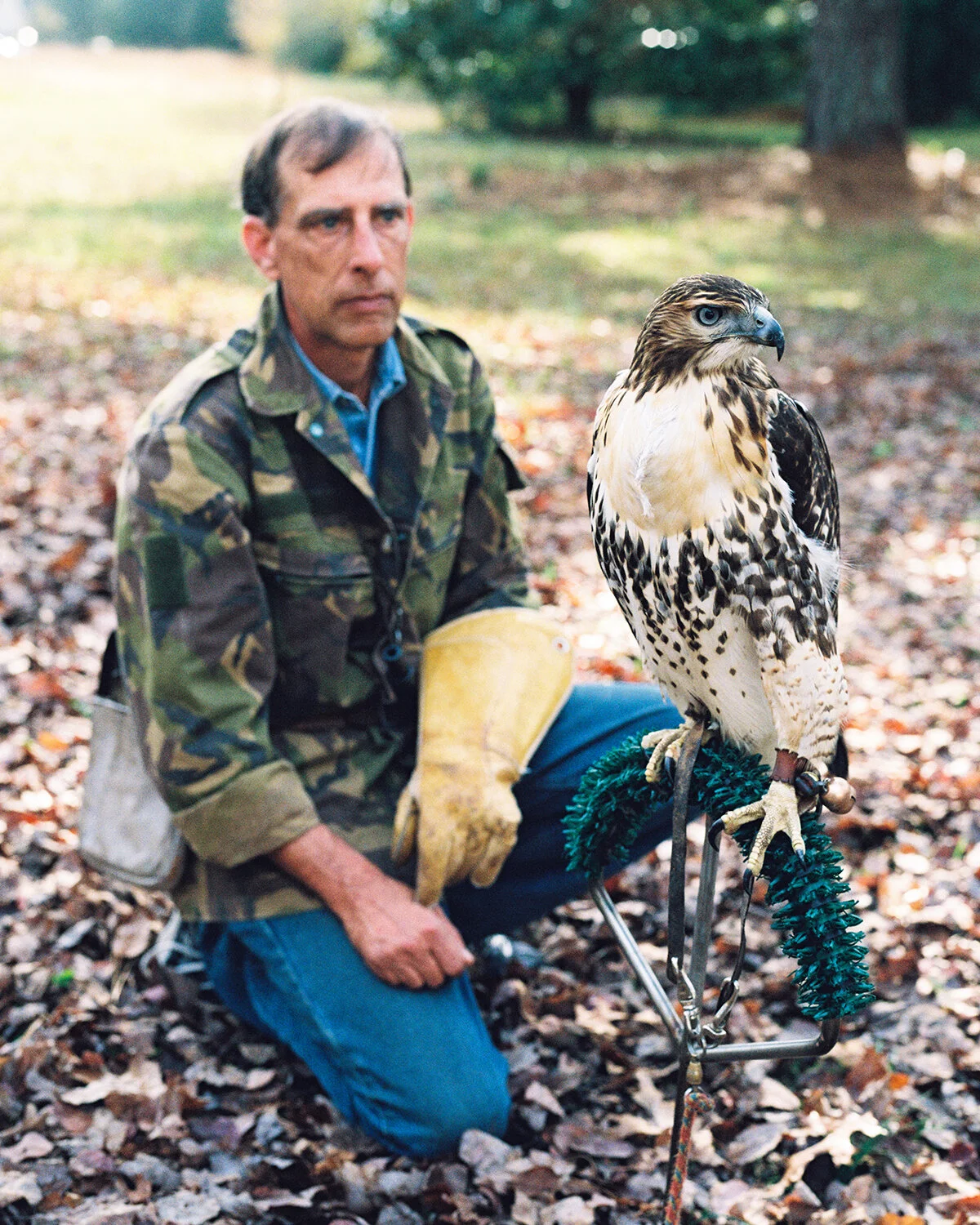 Falconry03.jpg