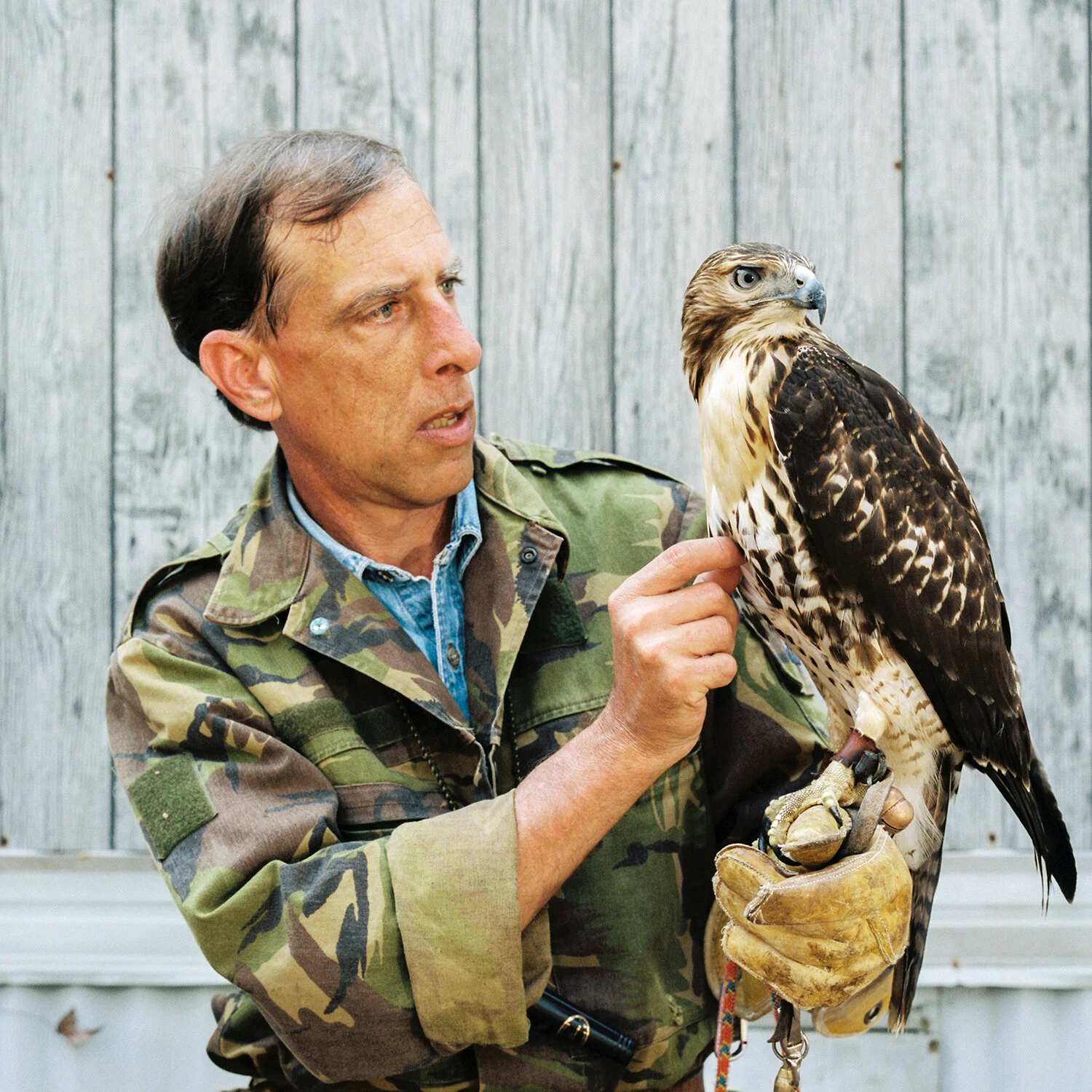 Falconry04.jpg