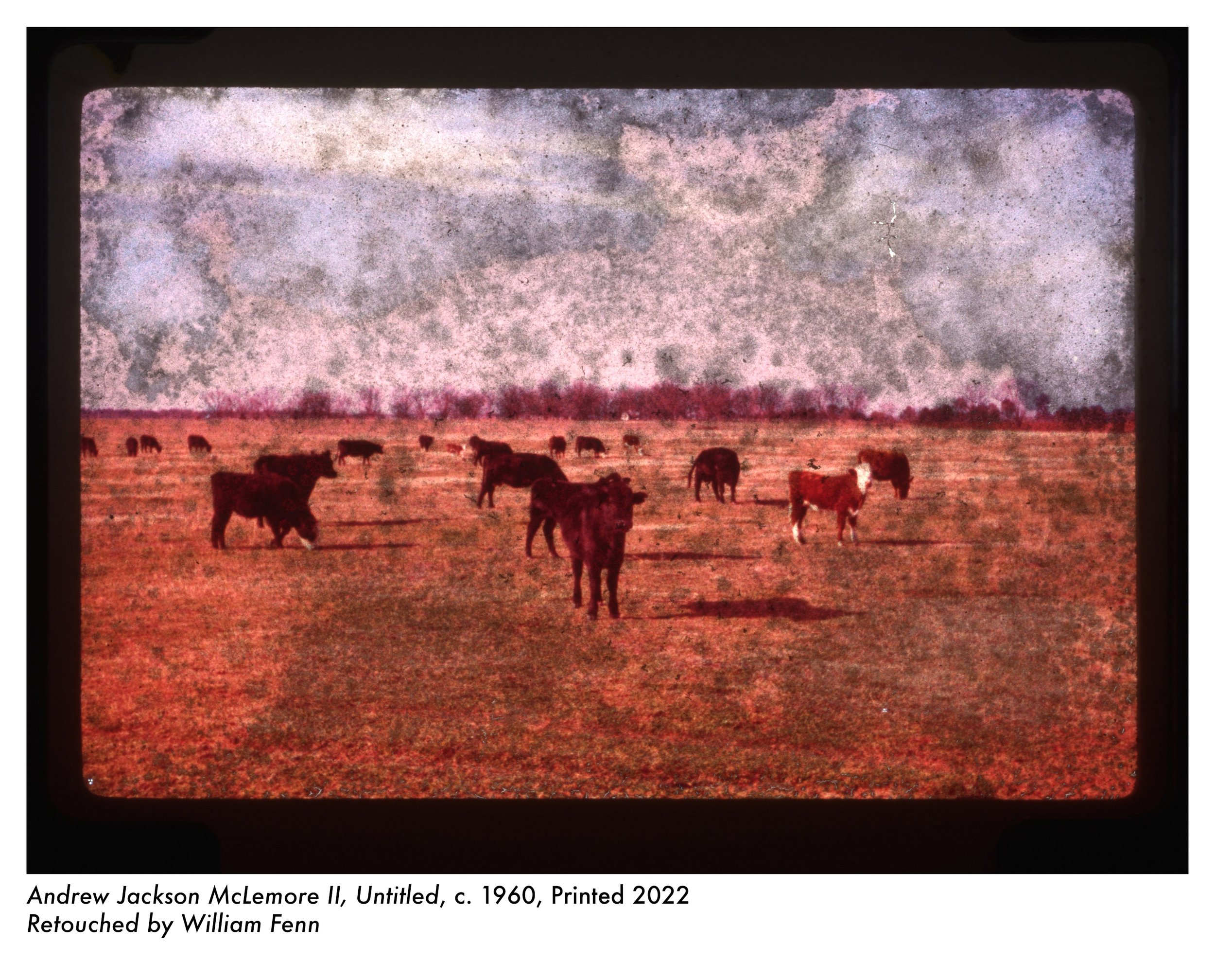 Cattle_Retouched.jpg