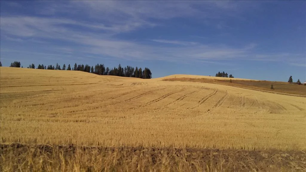 Wheat fields near city of Palouse, Whitman County, October 15, 2017 Photo by Colleen E. O'Connor
