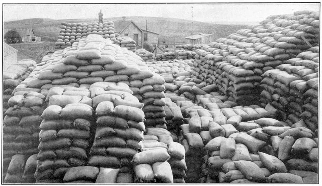 Sacks of wheat near Wilbur, ca. 1910s Postcard