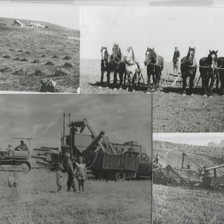 Harvesting throughout the mid 1900’s