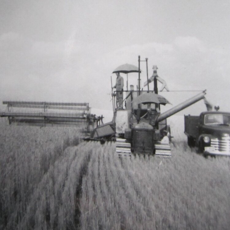 Clare harvesting in the late 1940s/early 50s