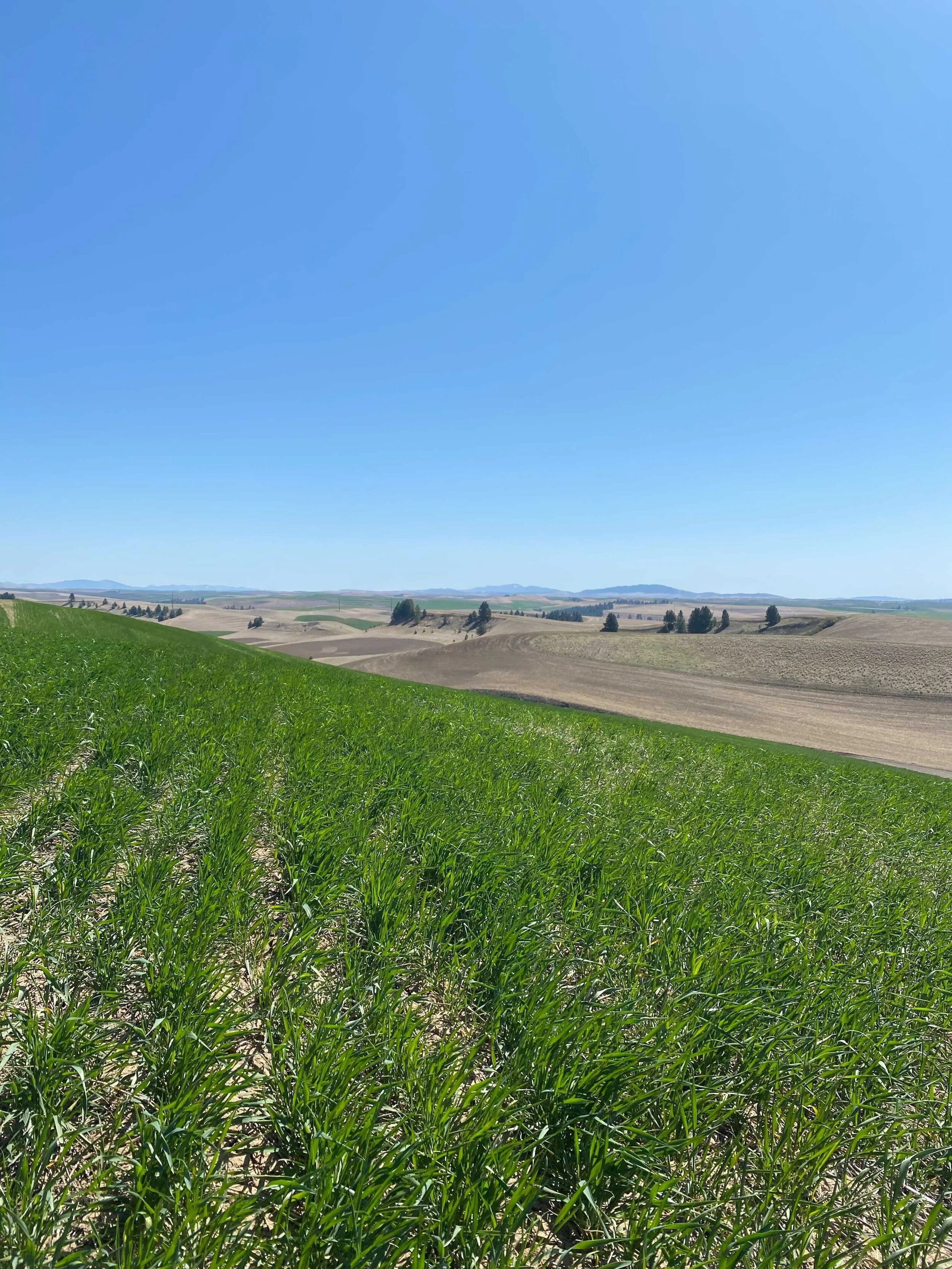 What are crop rotations?