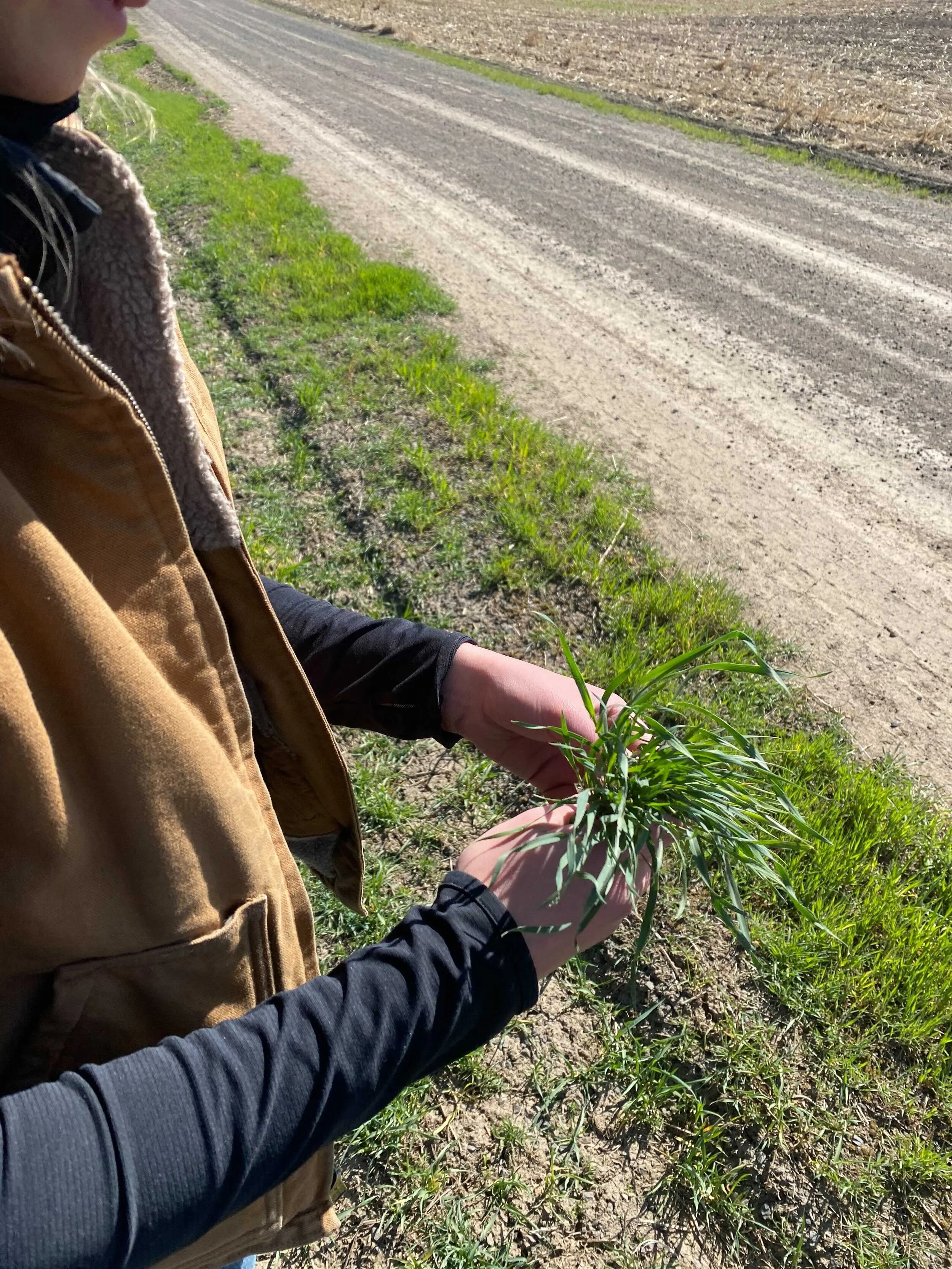 How do weeds get into farm fields?