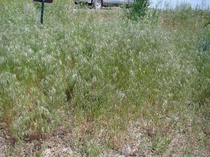 Integrated pest management in Washington wheat country