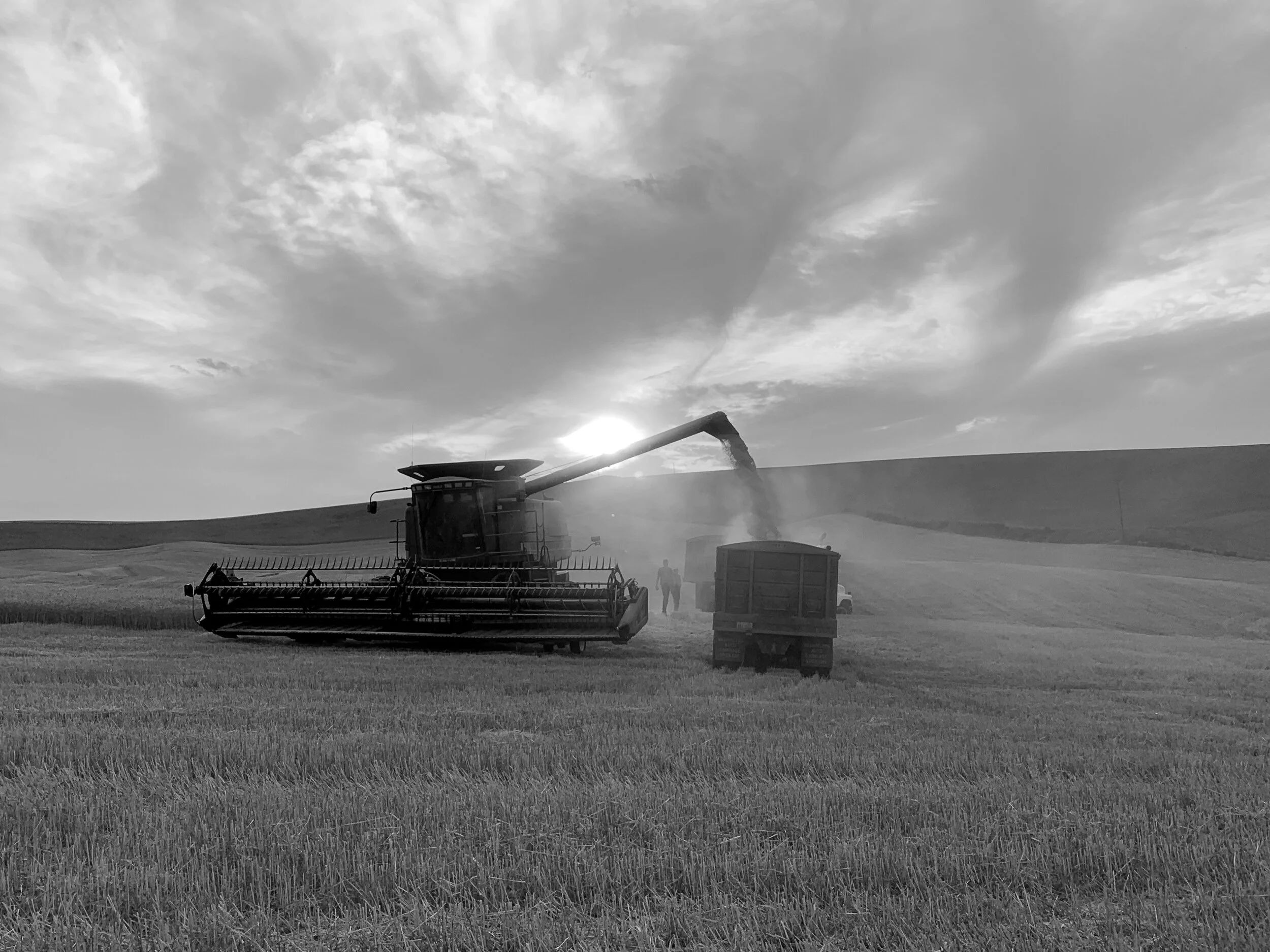 How is wheat affected by drought? 