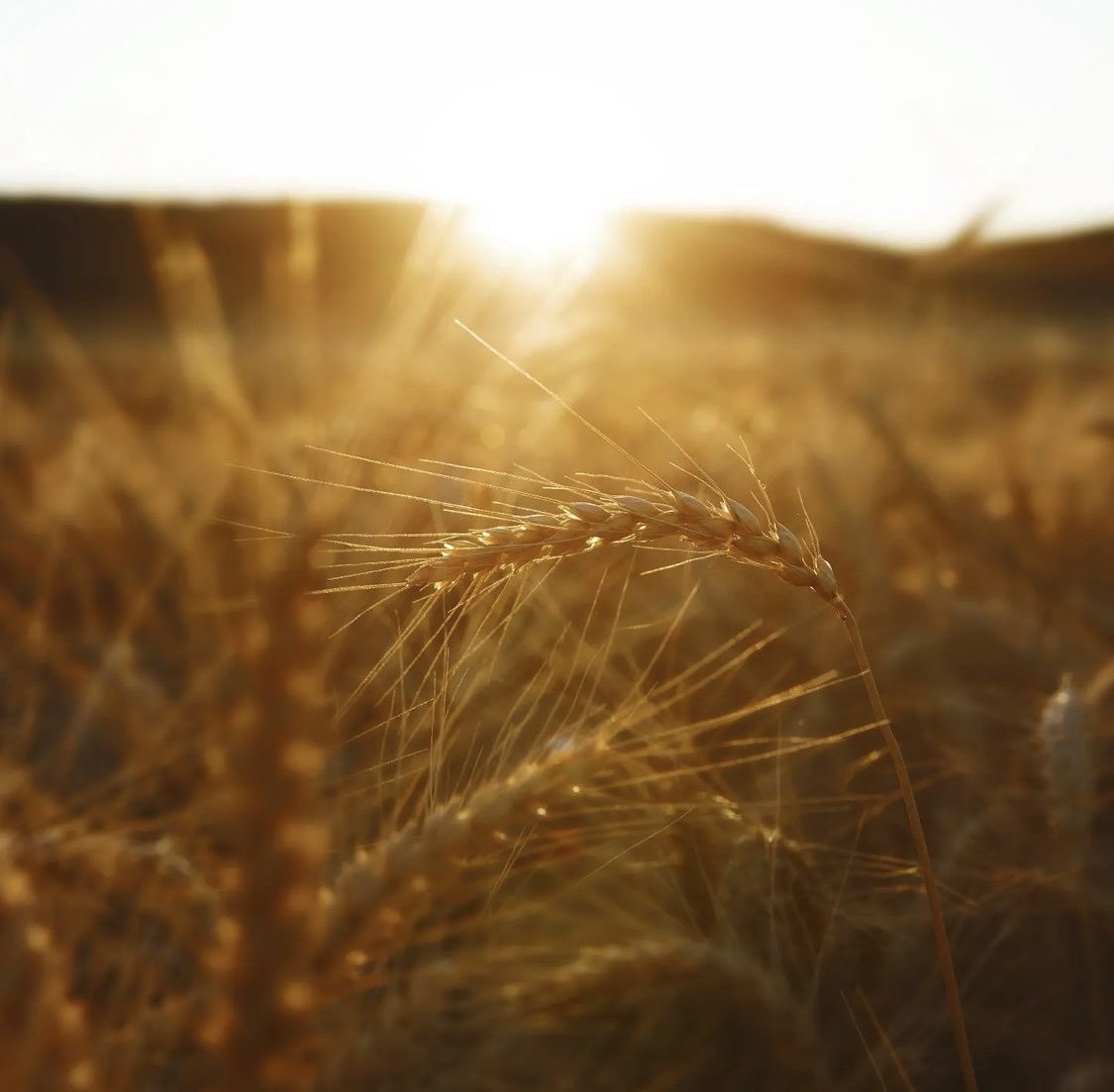 Farmers_Daughter_Photography.jpg