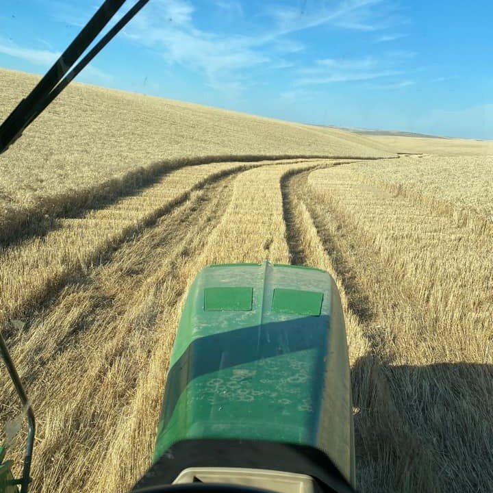 Follow the yellow brick road...

📸 Wendi Spence Kregger

#wheat #wheatcrop #wawheat #farm #farming #wheatharvest #wagrown #washingtonag #agriculture #farmer #farmlife #food #foodie #pnw #washington