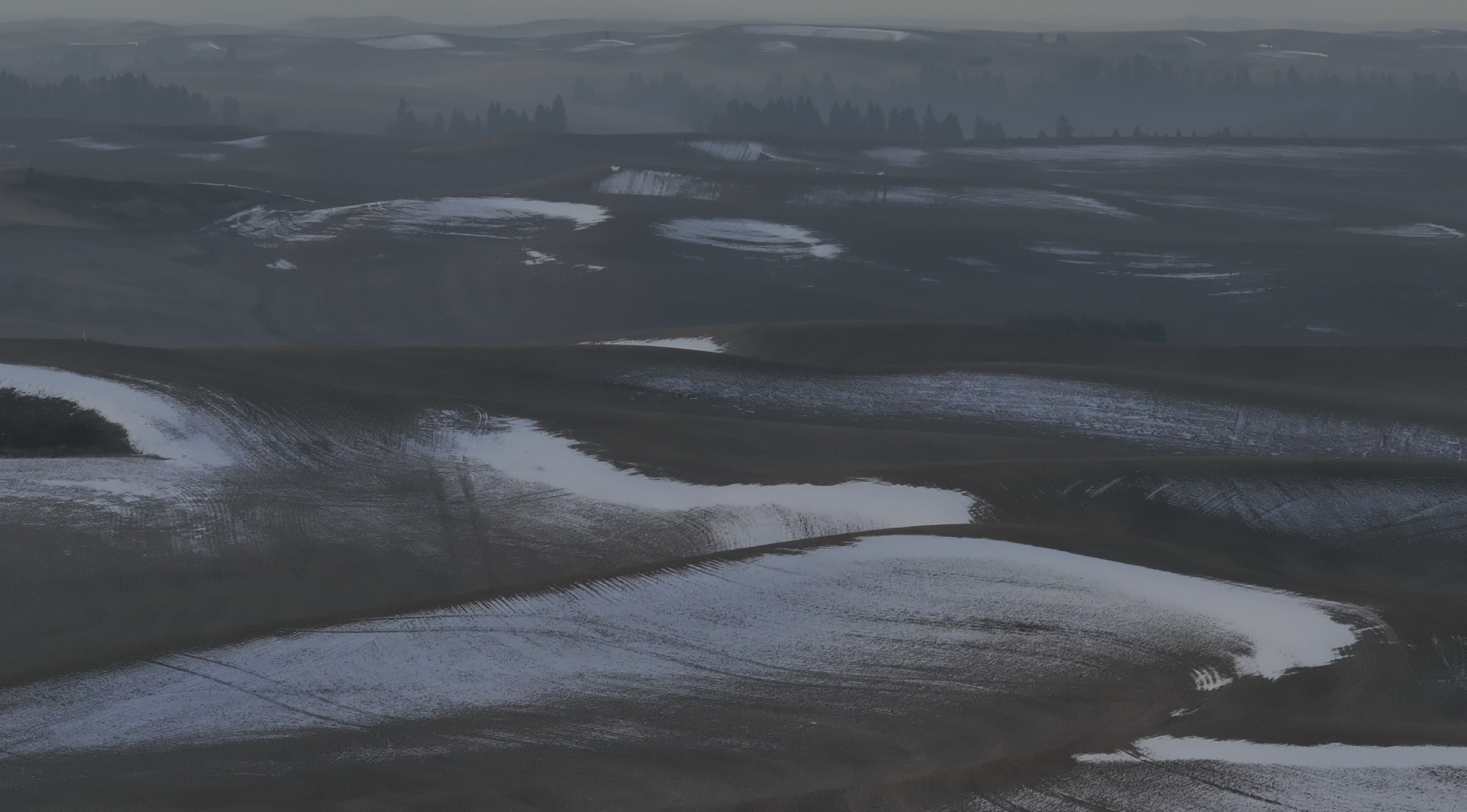 How does vernalization in wheat work?