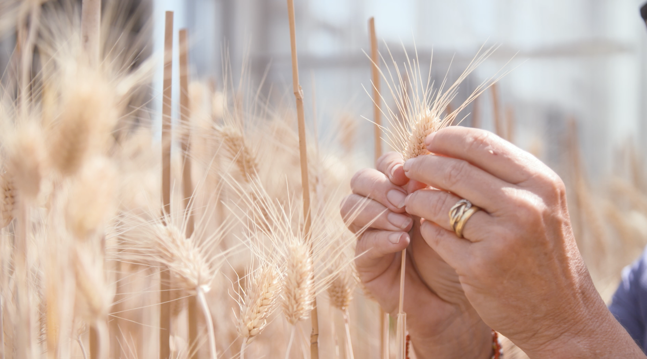 Wheat Breeding: Rooted Locally, Feeding Globally