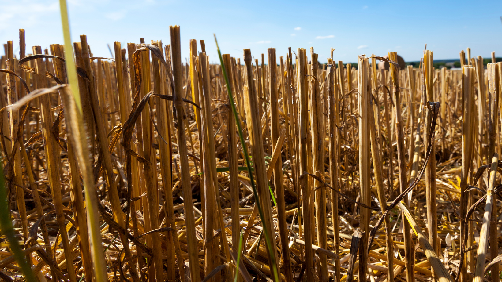 What is wheat straw used for? — Washington Wheat Foundation