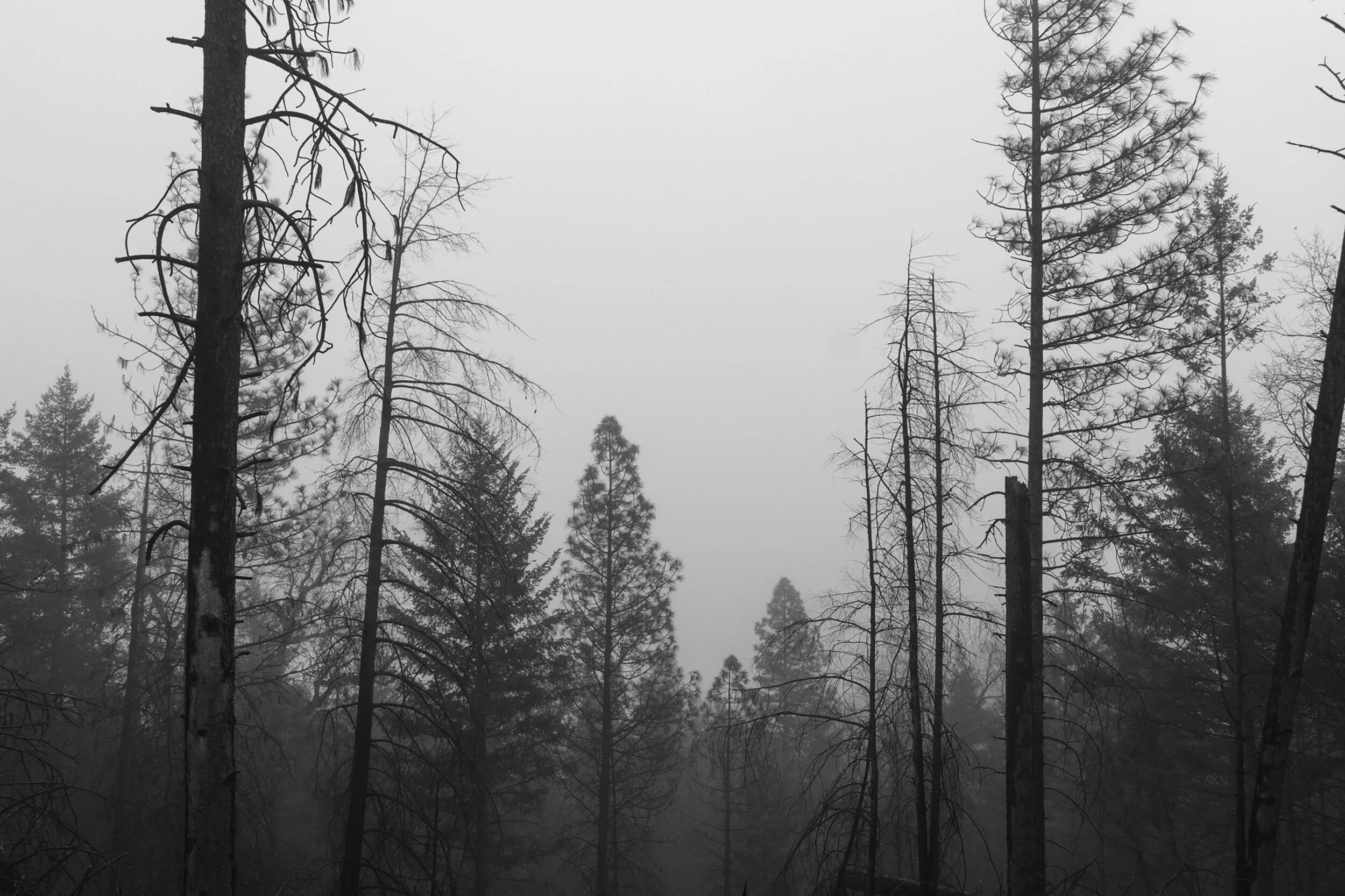 FireMitigation_2-Web.jpg