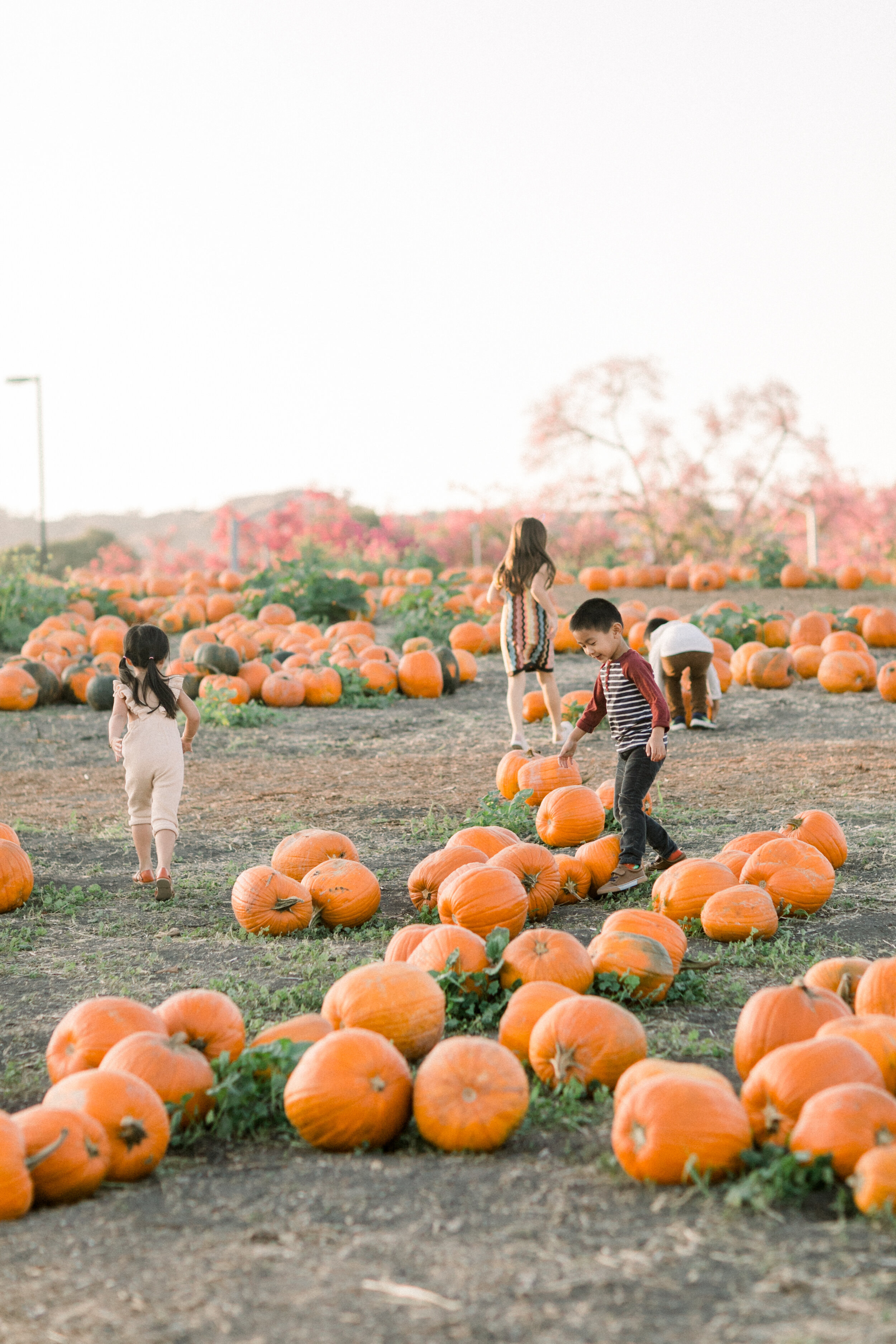  Pumpkins Patch Fun for Everyone on Hello Rascal Kids. Family lifestyle blog for parents and kids. 