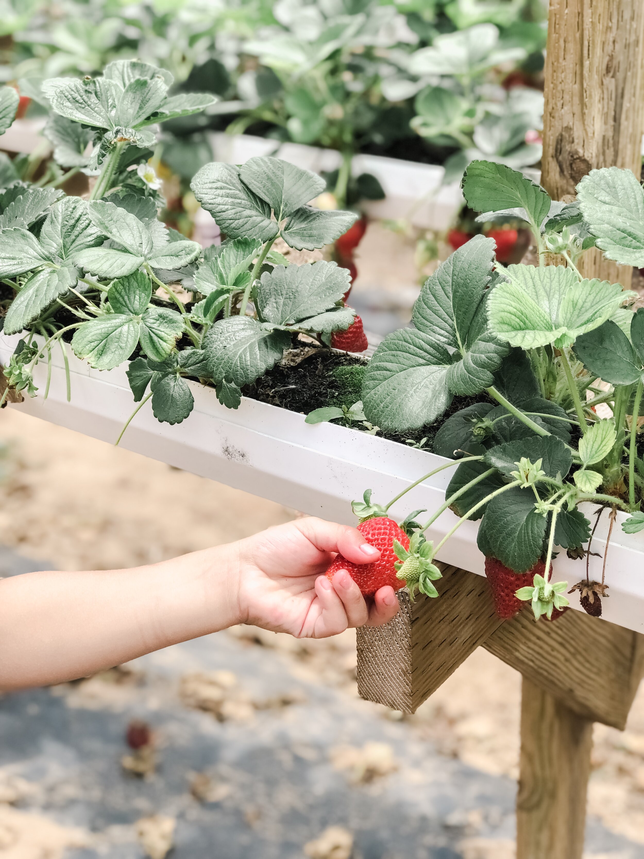 Strawberry Picking at Tanaka Farms on Hello Rascal Kids