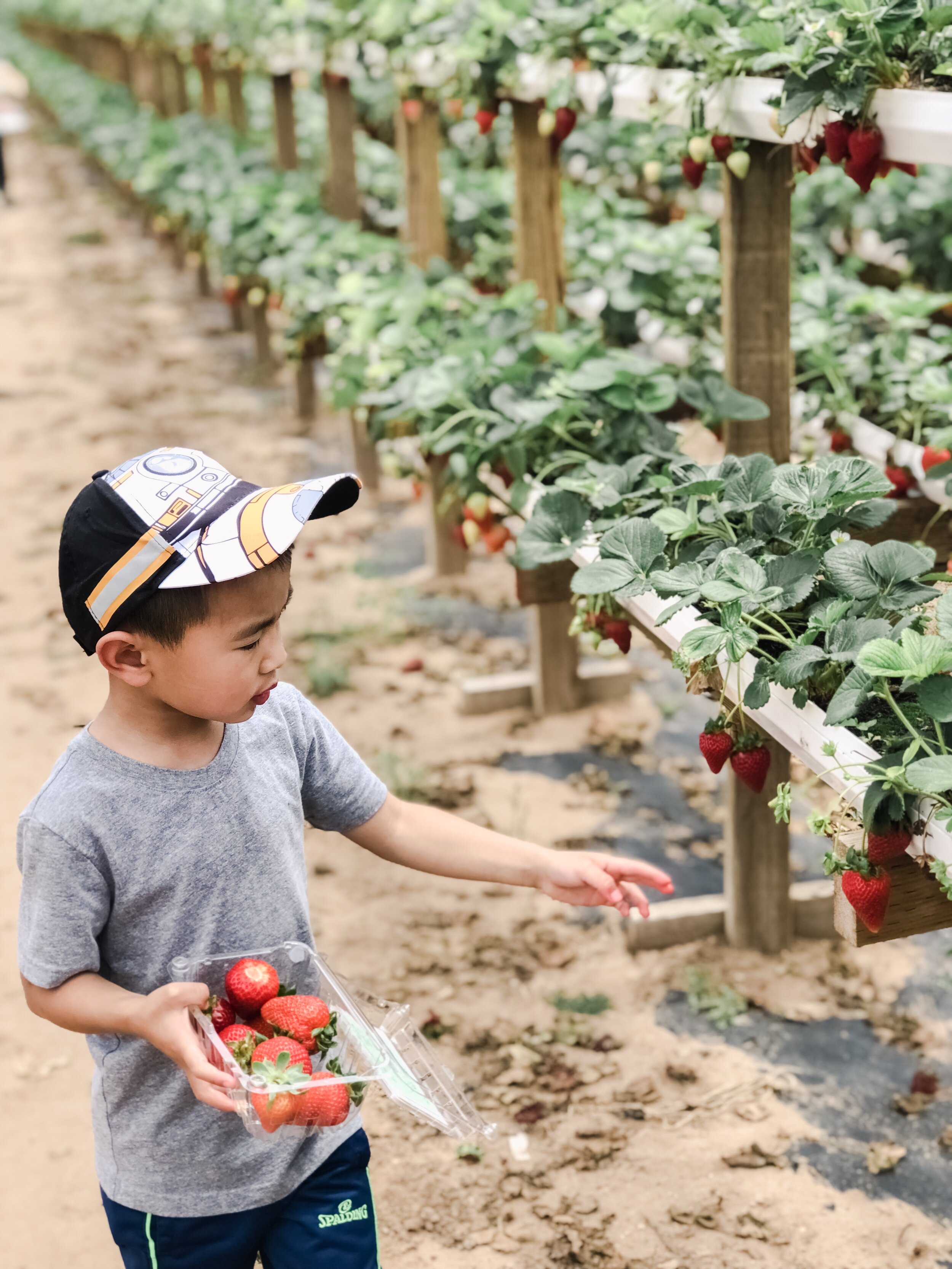 Strawberry Picking at Tanaka Farms on Hello Rascal Kids