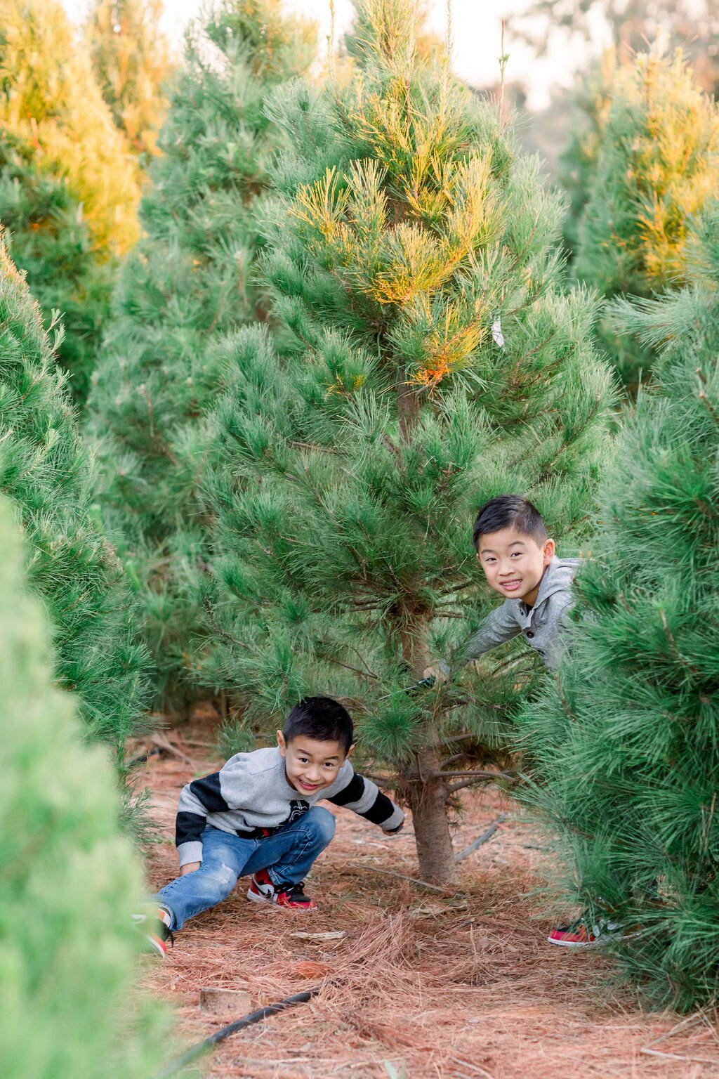  Christmas Tree Farm Visit on Hello Rascal Kids. Lifestyle blog for the modern families, parents and kids. 