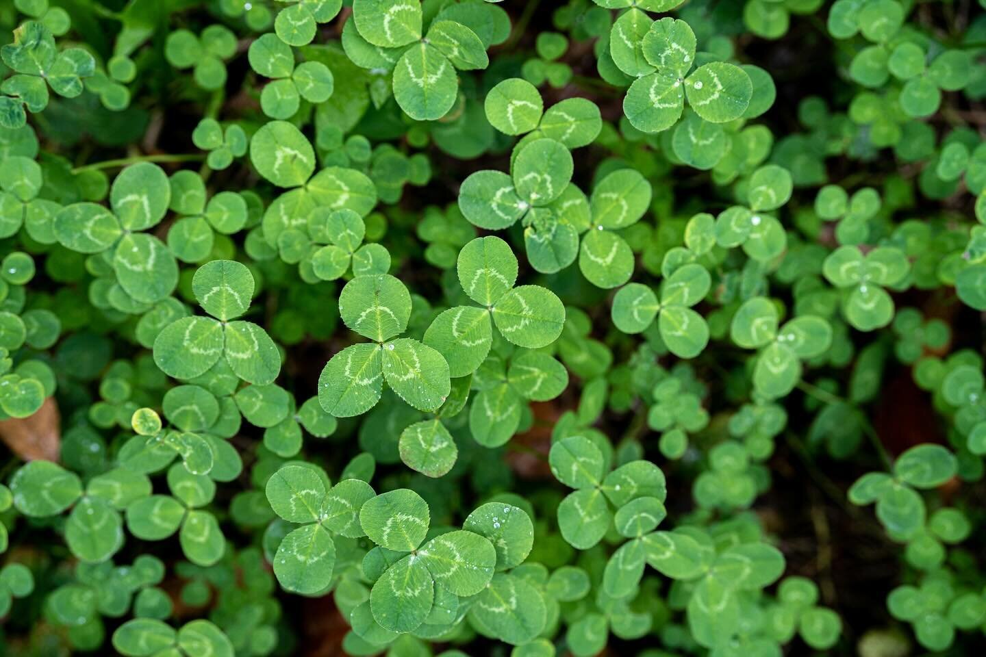 Happy St. Patty&rsquo;s Day 🍀☘️🍀#hellorascalkids 

Can you spot any four leaf clovers in this patch?