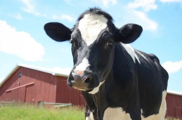 Nestled in the beautiful Finger Lakes Region of upstate New York, the rolling green pastures of Farm Sanctuary’s 271-acre New York shelter are home to more than 800 rescued farm animals. Farm Sanctuary was founded in 1986 to combat the abuses of factory farming and encourage a new awareness and understanding about farm animals. Today, Farm Sanctuary is the nation’s largest and most effective farm animal rescue and protection organization. They have rescued thousands of animals and cared for them at our sanctuaries in New York and California. At Farm Sanctuary, these animals are friends, not food. They educate millions of people about their plight and the effects of factory farming on our health and environment. They also advocate for laws and policies to prevent suffering and promote compassion, and they reach out to legislators and businesses to bring about institutional reforms.