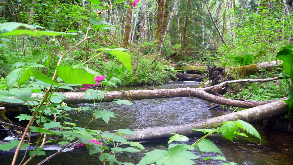 MorrisonCreek.jpg