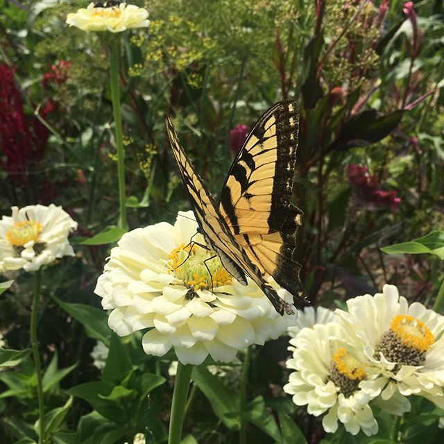 Oh for the love of butterflies!!!! We wait all summer for them and like that...they are everywhere! How truly lucky we are to be surrounded by them! We&rsquo;re hoping to have a few events on the farm calendar next year to allow others to surround th