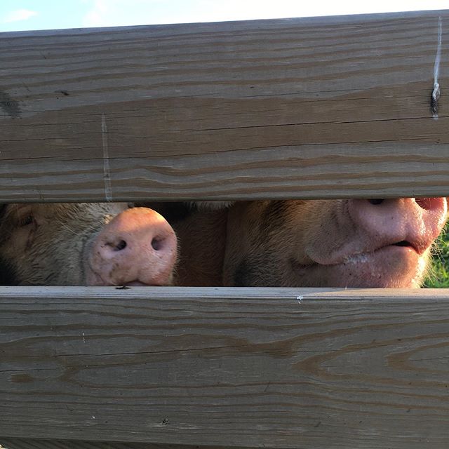 These gals are anxiously waiting for their new fella! We found them a handsome match and will be bringing him home soon!  #pastureraisedpork #orchardpig #heritagefarm #gloucestershireoldspot