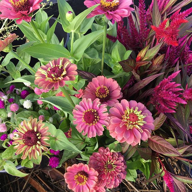 My favorite this year...these zinnias from the queen series.  #flowerfarm #flowerfarmer #queenzinnias #zinniasofinstagram