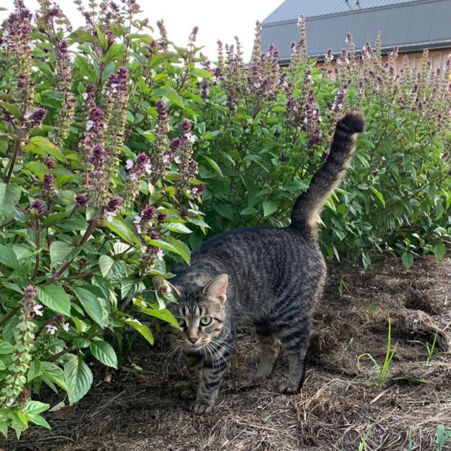 This is our one and only farm cat &ldquo;New Mama&rdquo; . She&rsquo;s one and only because she chased all the others away. She likes us all to herself! I told her that&rsquo;s fine if she keeps up on mice control, that&rsquo;s the deal! So far she h