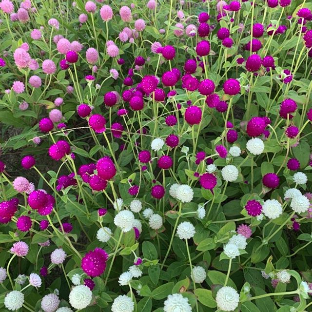 Beautiful globe amaranth. #flowerfarm #flowerfarmer