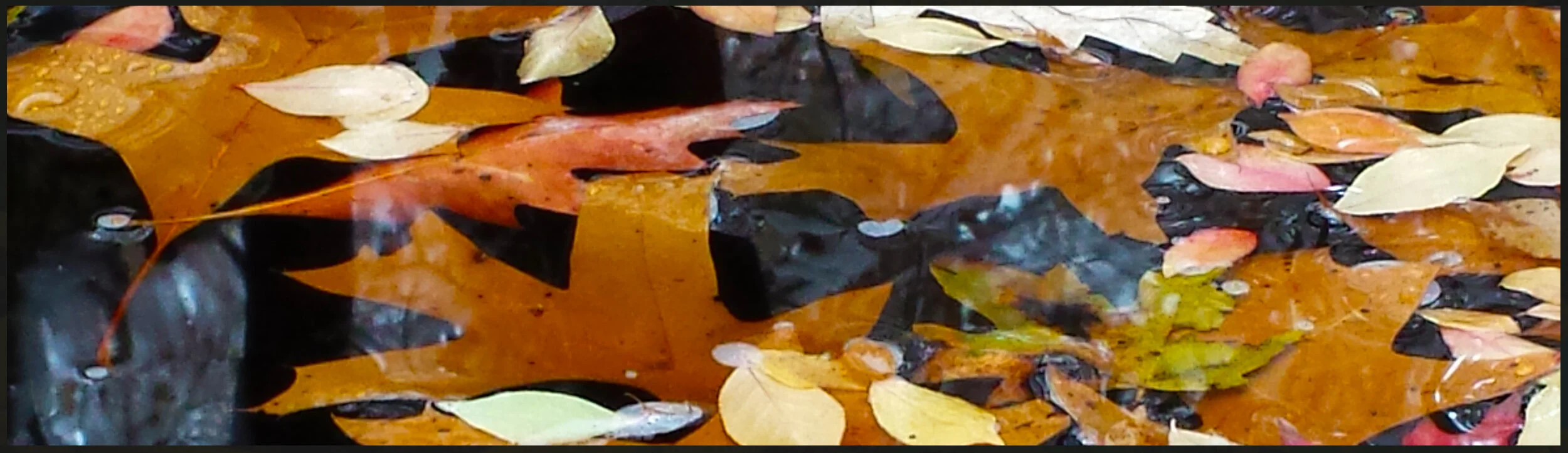 Banner---Leaves-in-Water.jpg