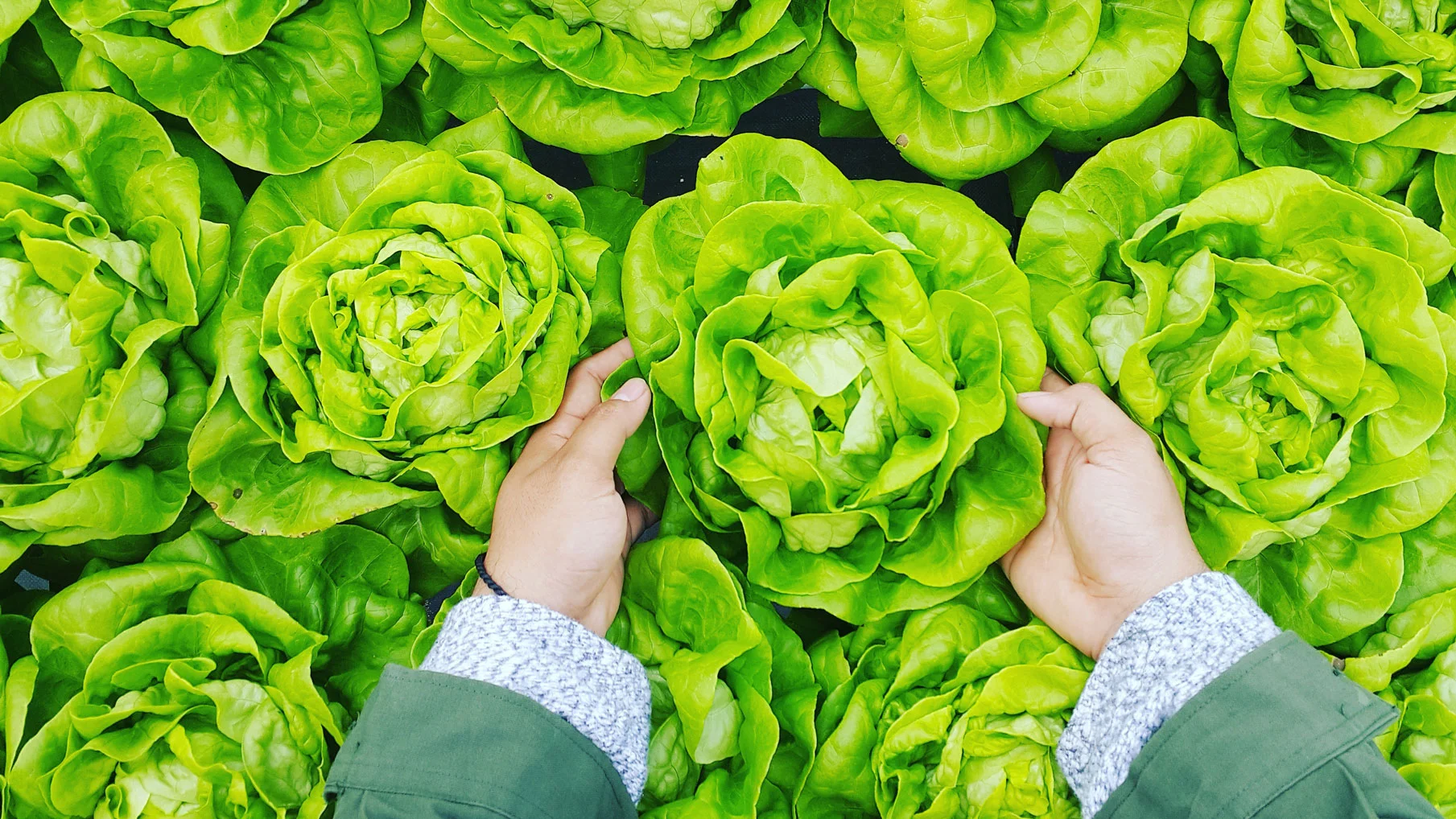 Hands reaching into a bed of lettuce as seen from above.
