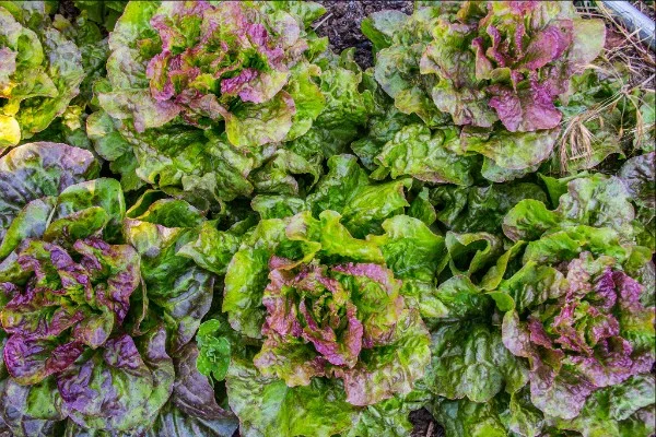 LETTUCE.jpg