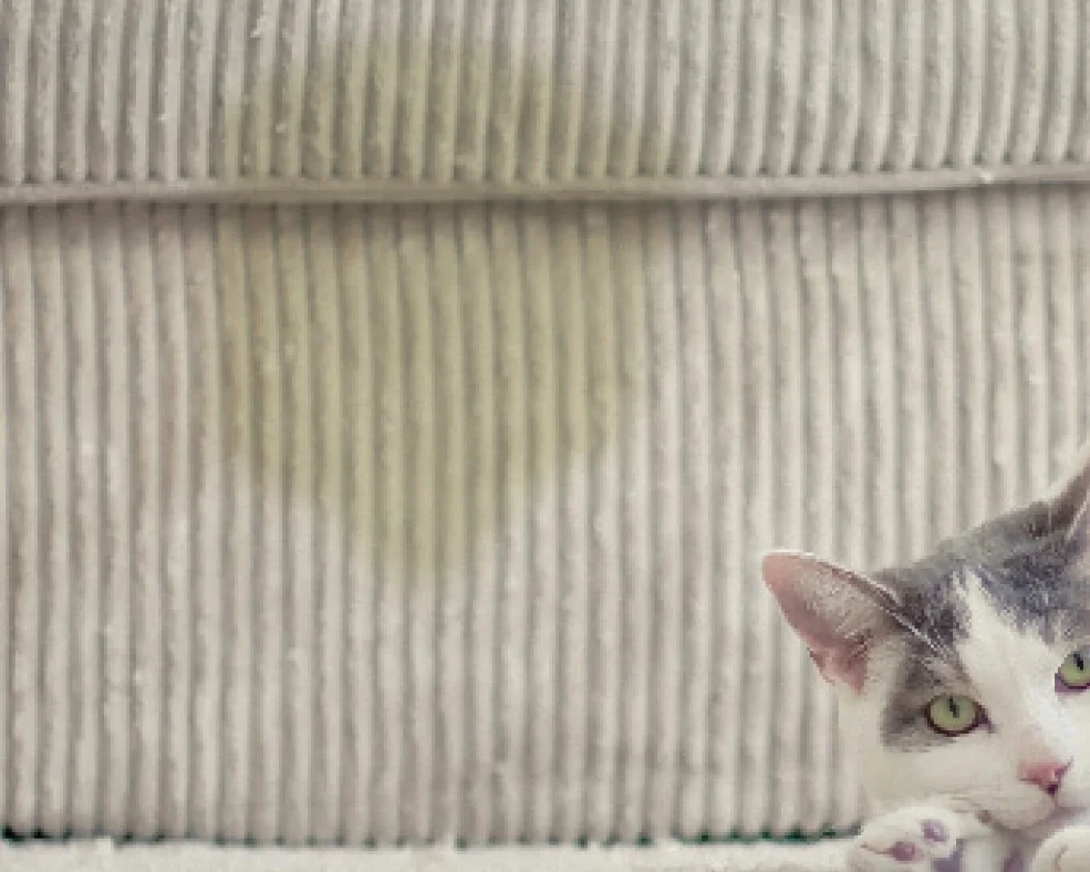 Feliway%2Bpee.jpg