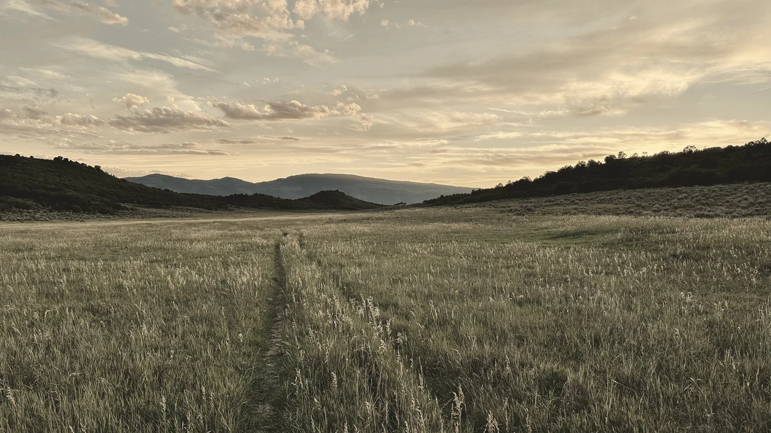 The Fields