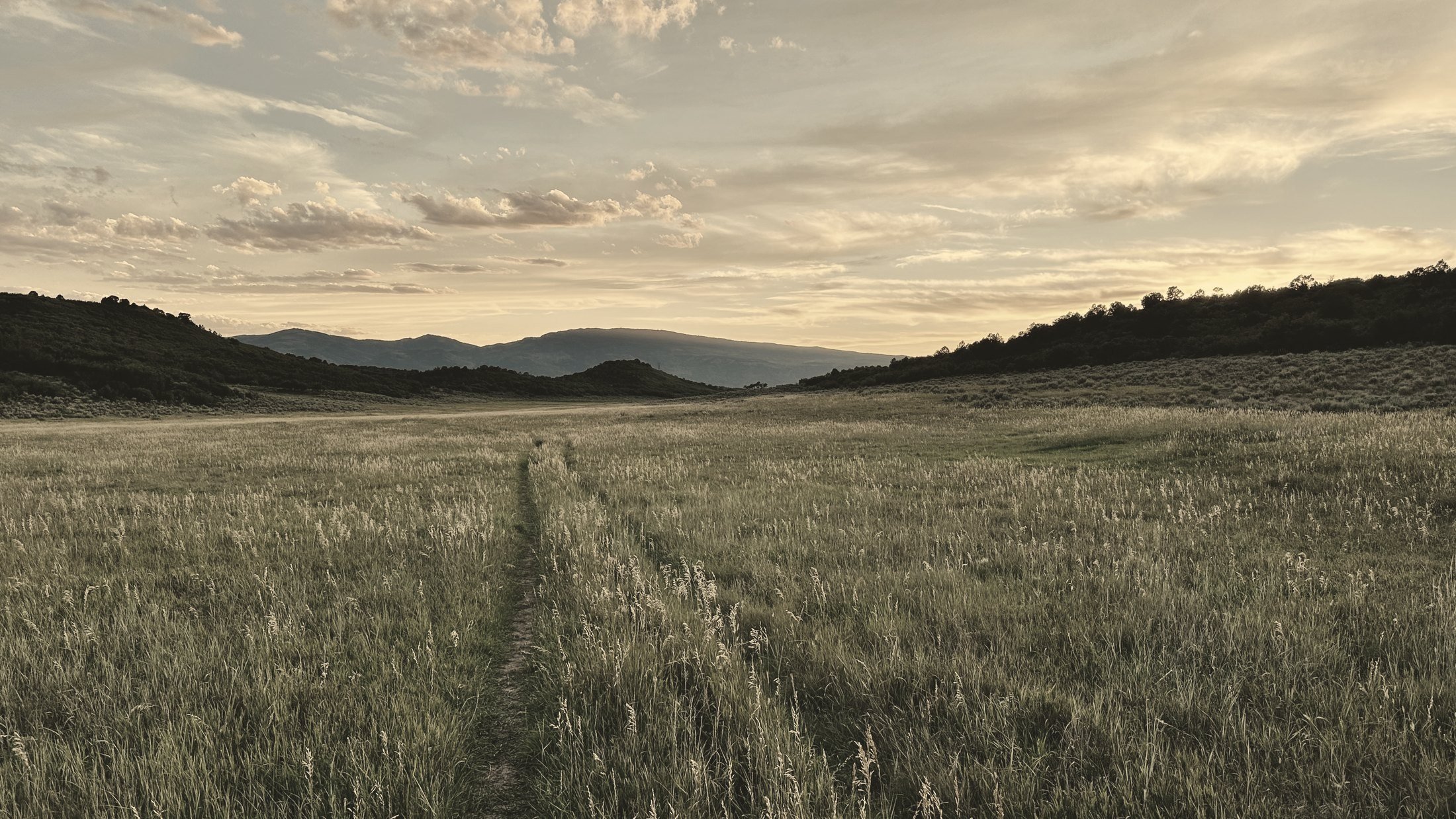 Meadow at dusk in the Roaring Fork Valley