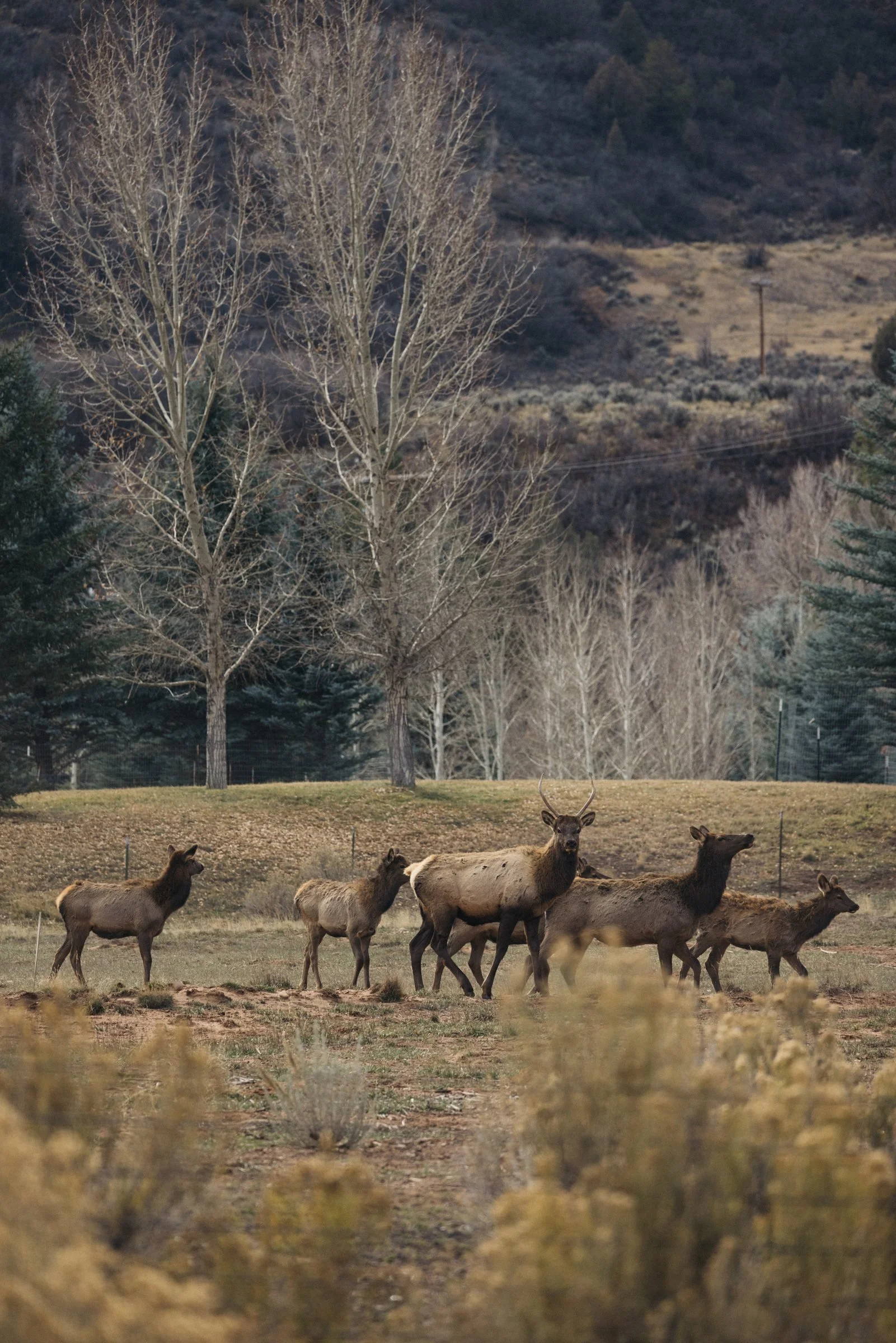 Elk in the meadow below the house