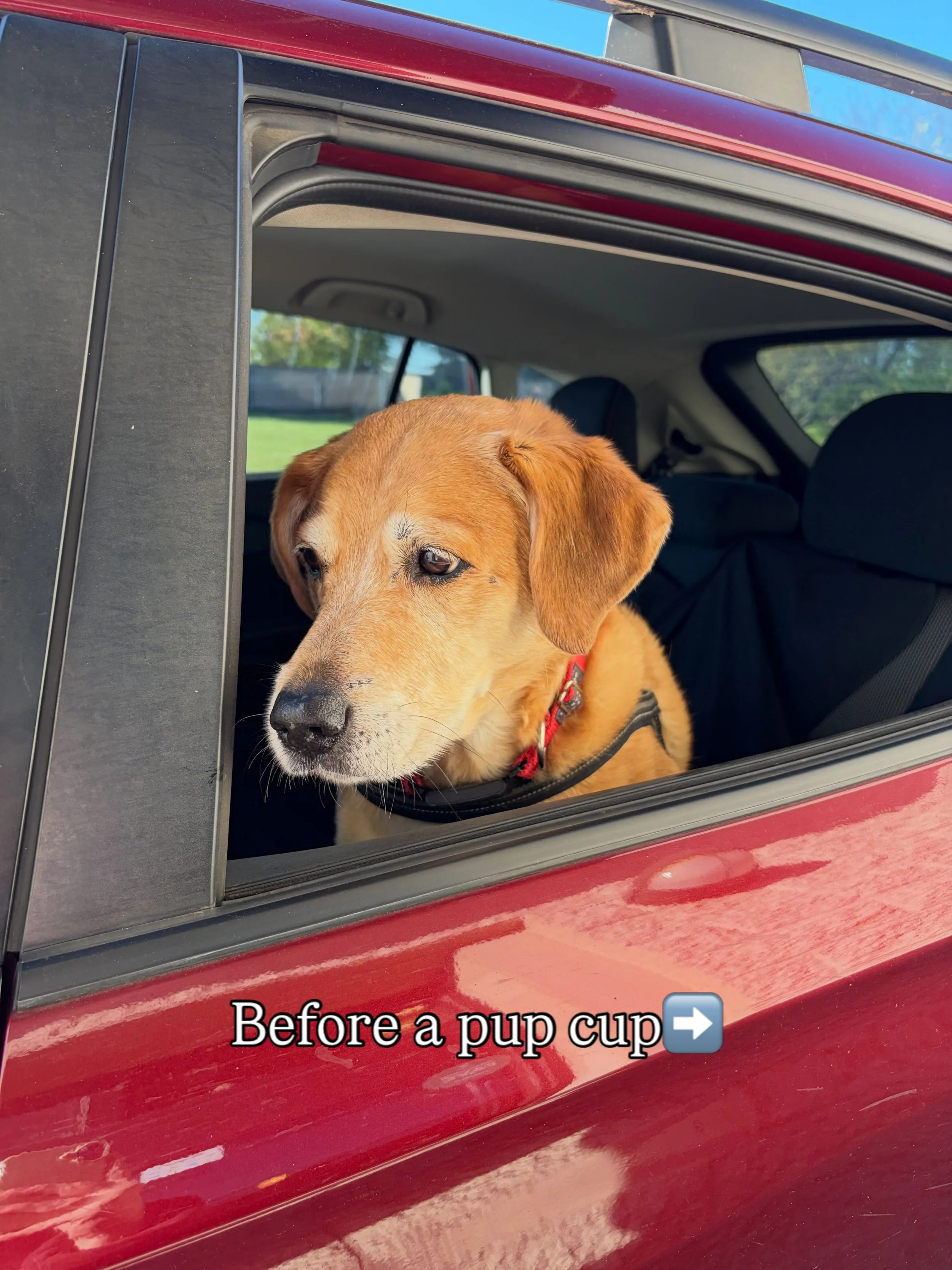 It&rsquo;s National Treat Your Pet Day! Bring your dog through our drive-thru and treat them to a pup cup today! 

Shout out to Zoey for being the cutest model! We love all our doggy regulars🫶