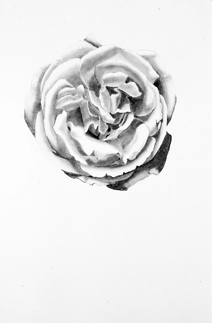 Single Rose