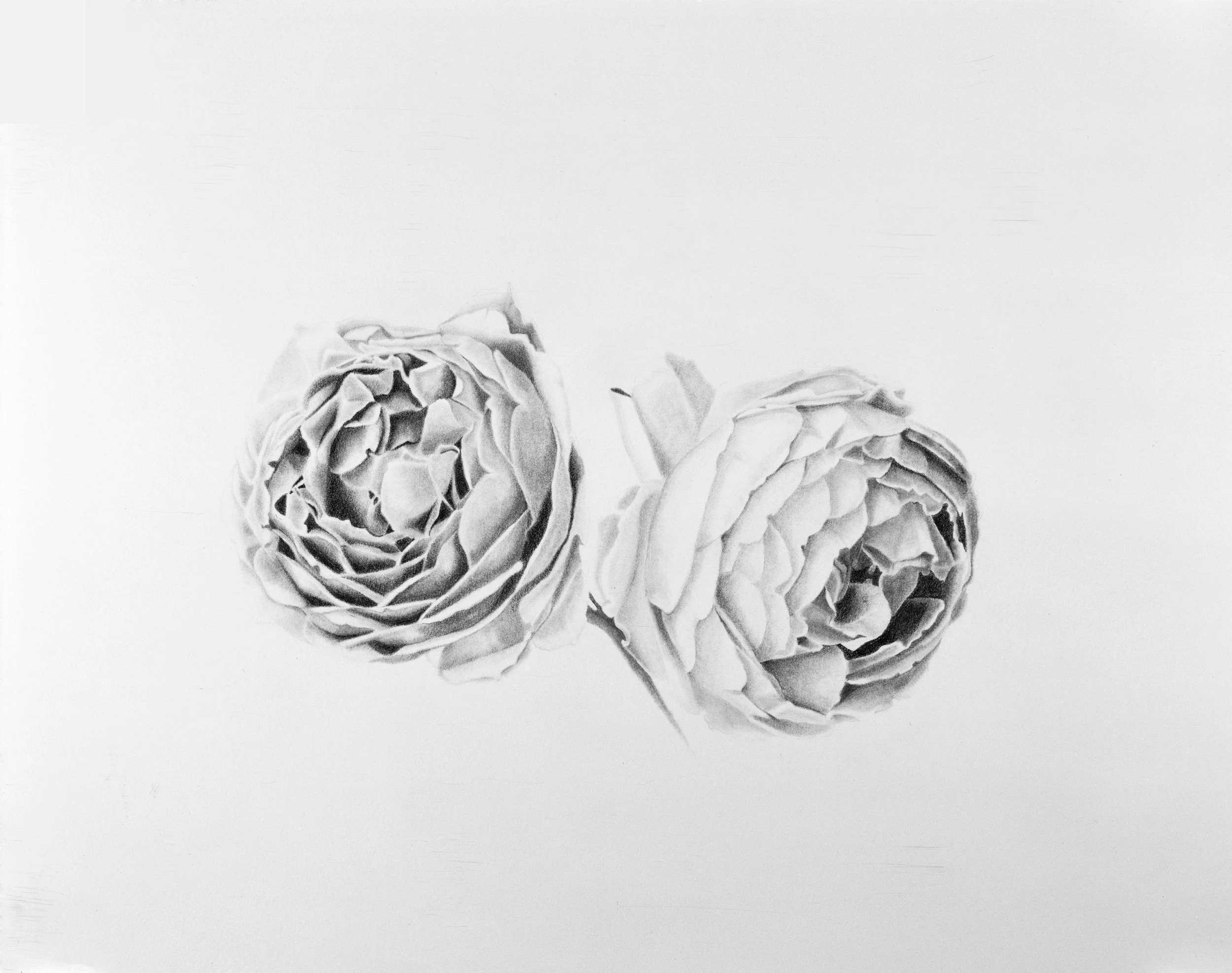 Two Roses