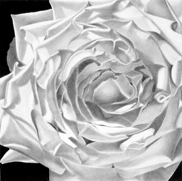 A Single Rose