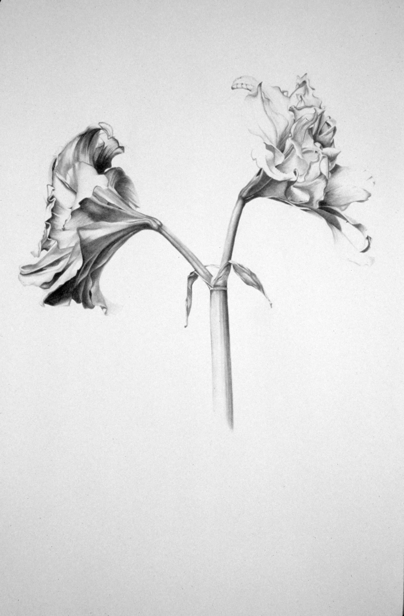 Double Amaryllis
