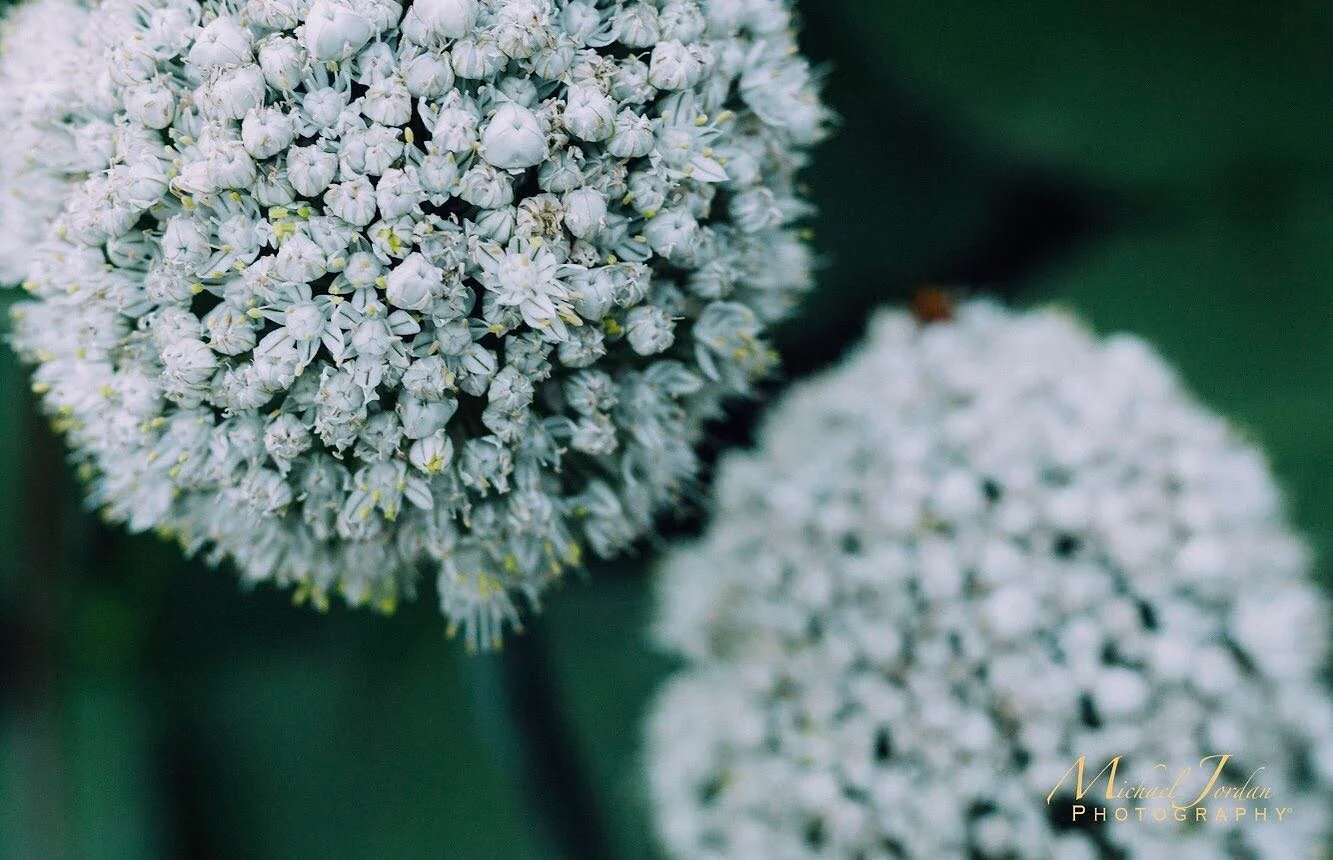 Love walking around gardens in summer, but don&rsquo;t get to do it enough that&rsquo;s why so many photos.

A friend @pastrychef2016 told me about @tbuggarden and I&rsquo;m hooked. You should check it out.