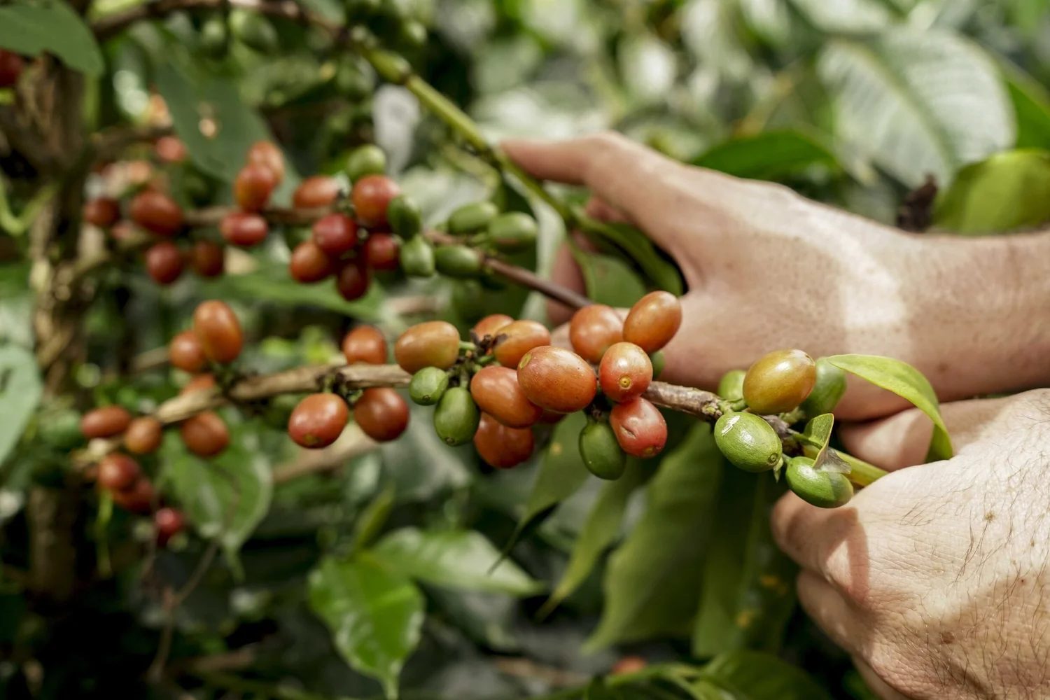 The Result of Working With Us — Raw Material