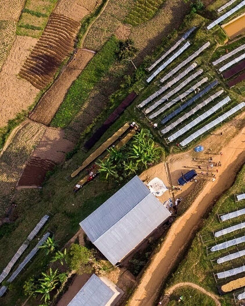 An aerial shot of Izuba hard at work, in Kayanza Province, Burundi. Since the washing station&rsquo;s small beginnings, its processing and drying capacity has grown and grown, bringing more profitability to local growing communities.

Izuba&rsquo;s m