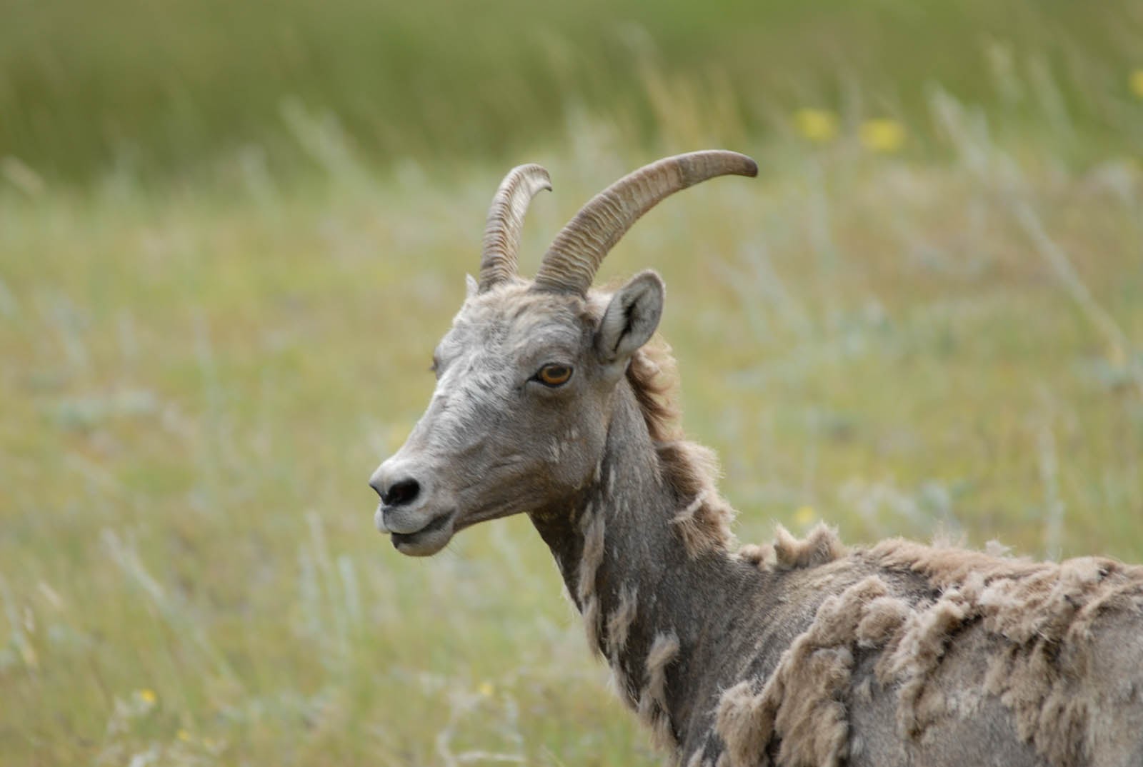 RMNP_080409-89.jpg