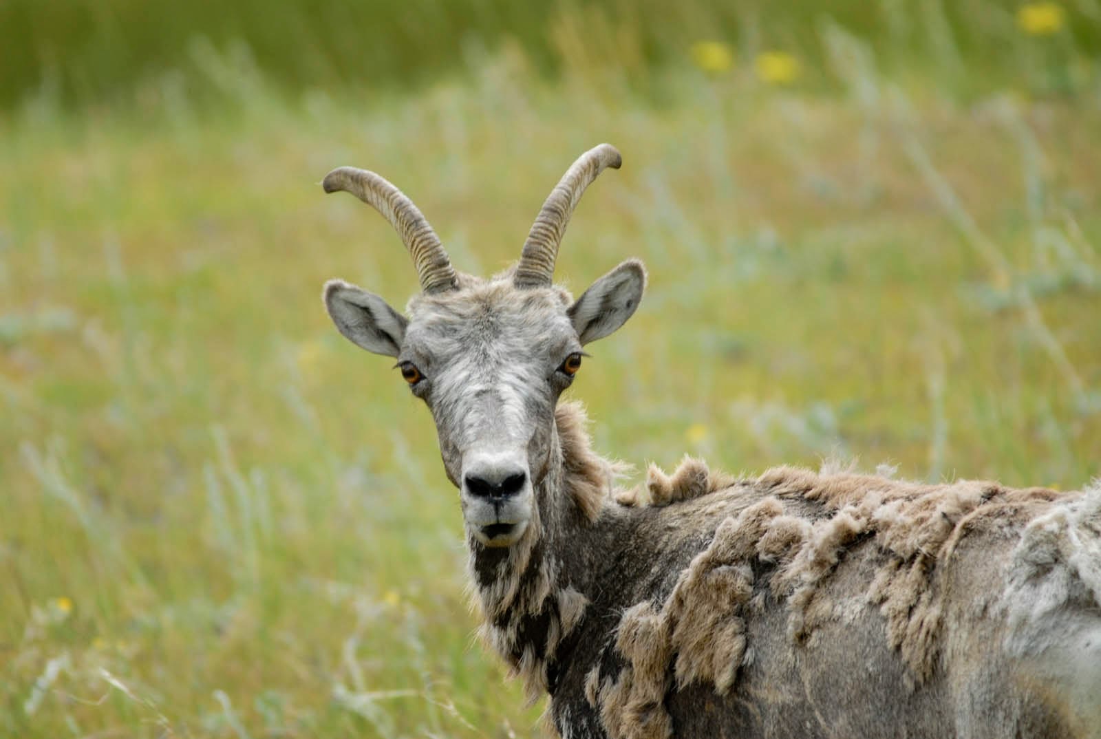 RMNP_080409-92.jpg