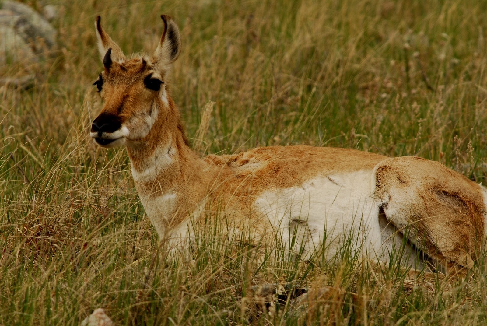 Custer_0164.jpg